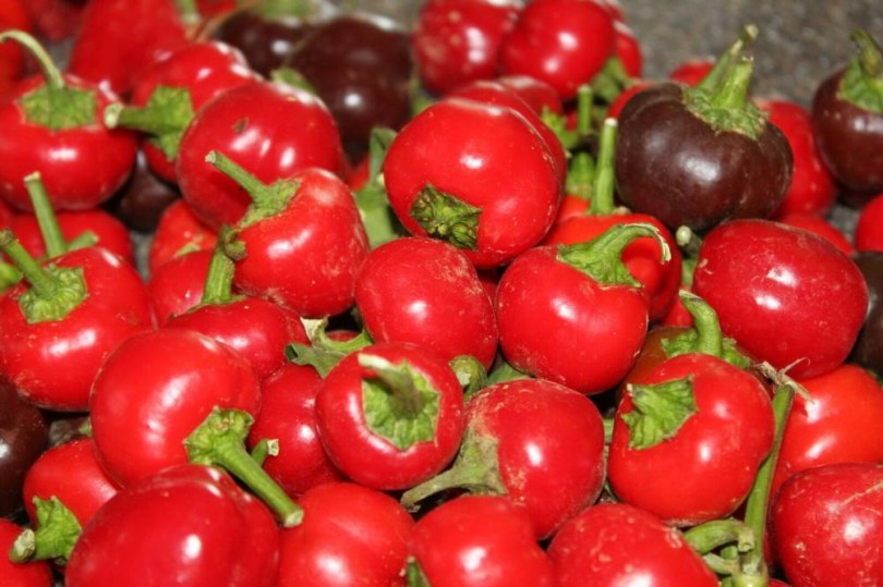  Piros csengettyű paprika - Édespaprika ritkaságok az Egzotikus Növények Stúdiója kínálatában